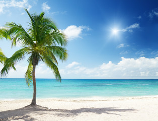 Wall Mural - caribbean sea and coconut palms