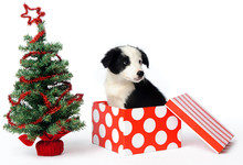 Christmas Gift Puppy