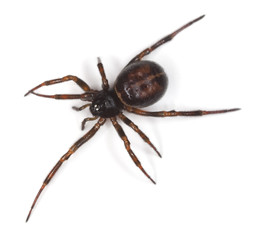 Sticker - Common false-widow (Steatoda bipunctata)