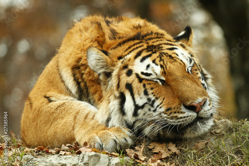 Dekoracja na wymiar  tygrys