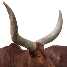 Close-up Of Distinctive Watusi Cattle Horns