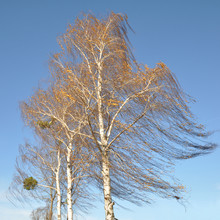 Birch Tree In The Wind