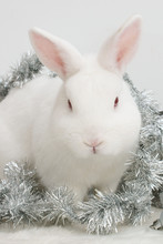 White Christmas Rabbit