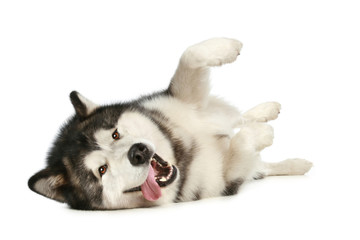 Poster - Happy malamute