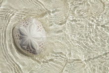 Sand Dollar In The Sea With Sun Light , Top View