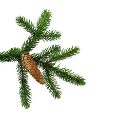 fir tree branch with cone isolated on white