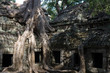 Tree roots Angkor Temple Ruins