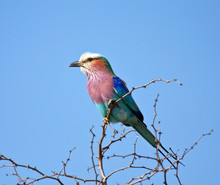 Lilac Breasted Roller Sitting In A Thorn Tree In The Sunshine