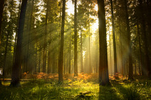 Beautiful Forest