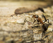 Mrówka rudnica Formica rufa