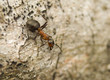 Mrówka rudnica Formica rufa