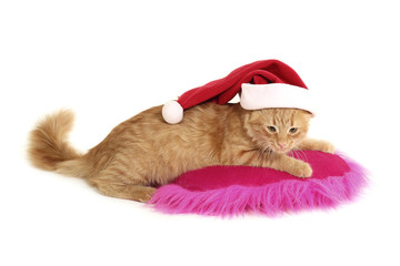 Wall Mural - christmas cat relax on pillow