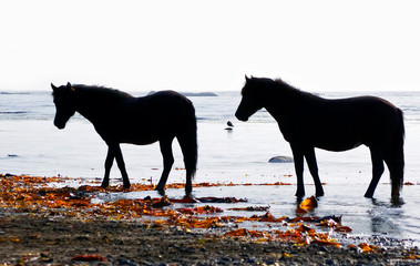 Pair of the horses wild  on seashores