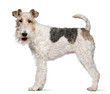 Fox terrier, 1 year old, standing