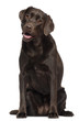 Labrador, 2 years old, sitting in front of white background