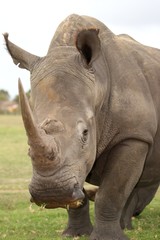 Wall Mural - White Rhinoceros