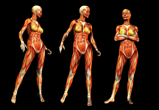 Females With Muscles