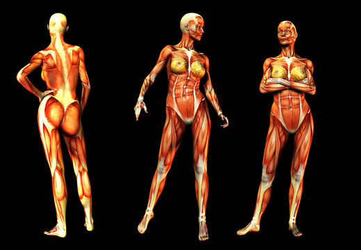 Females With Muscles