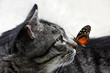Katze mit Schmetterling
