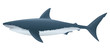 Great White Shark. 