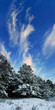 Snow-covered trees in winter forest on blue sky background