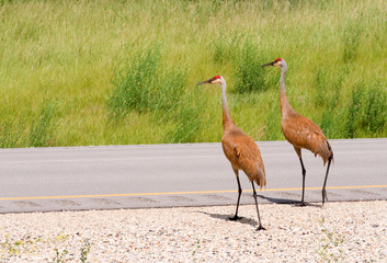 Wall Mural - Sandhill Cranes Crossing a Highway