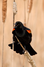 Spring Red-winged Blackbird