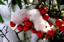 Snow On Red Winter Berries