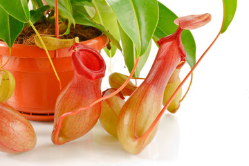 Wall Mural - nepenthes coccinea