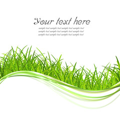 green grass illustrate with copy space