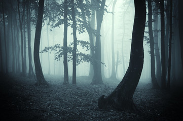 tree silhouettes in a dark forest