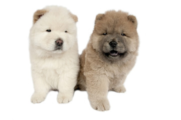 Wall Mural - Two Chow-chow puppies .