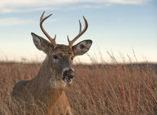 A White-tailed Buck ( Odocoileus Virginianus) Laying In A Meadow