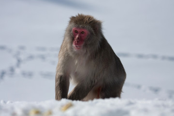 Wall Mural - Snow Monkey