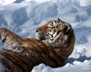 Wall Mural - Amur Tiger