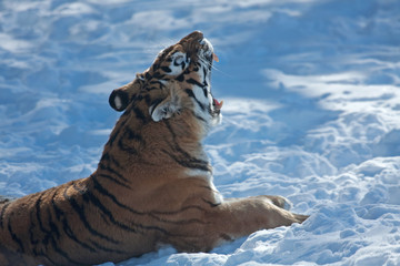 Wall Mural - Amur Tiger