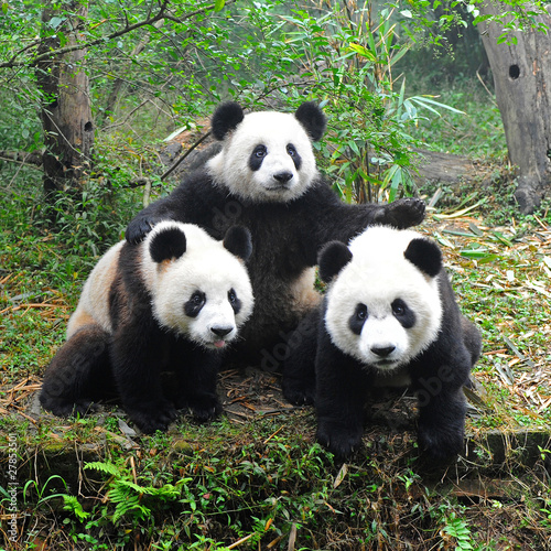 Obraz w ramie Giant panda bear posing for camera