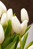 Fototapeta Kwiaty - beautiful tulips