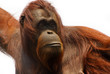 Leinwanddruck Bild orangutan