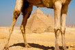 Pyramids Framed Through Camel Legs