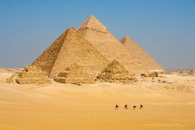 Camels Line Walk Pyramids All