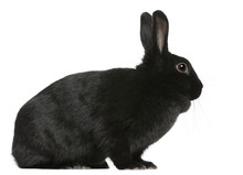 Black Rabbit, 1 Year Old, Sitting In Front Of White Background
