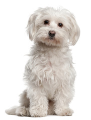 Wall Mural - Maltese, 8 years old, sitting in front of white background