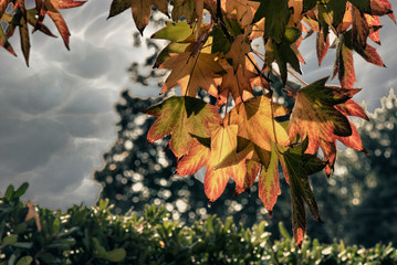 Canvas Print - Autumn Leaves, Italy