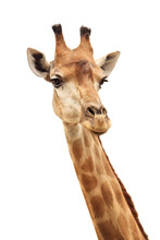 Female Giraffe Head And Neck Isolated On White