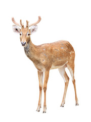 cute sika deer at a zoo isolated on white