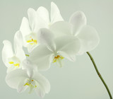 Fototapeta  - tige d'orchidée phaleanopsis blanc