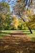 Jesienna dróżka w parku