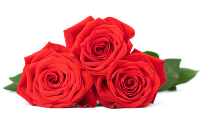 Fotomurales - red roses isolated