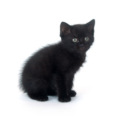  Black kitten on white background